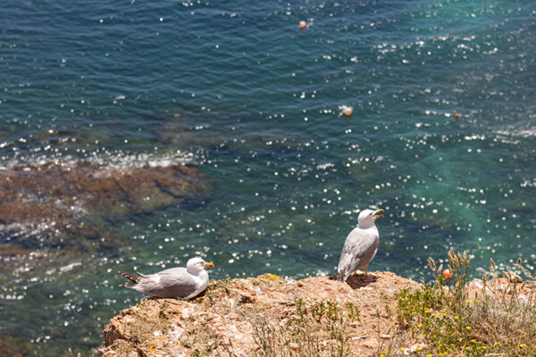 Arquipélago das Berlengas - ID73