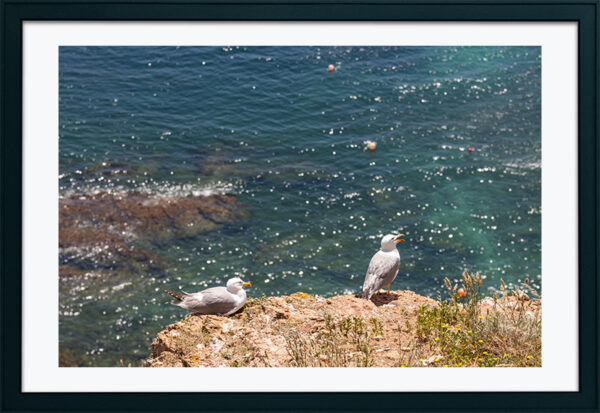 Arquipélago das Berlengas - ID73