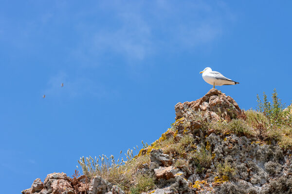 Arquipélago das Berlengas - ID77
