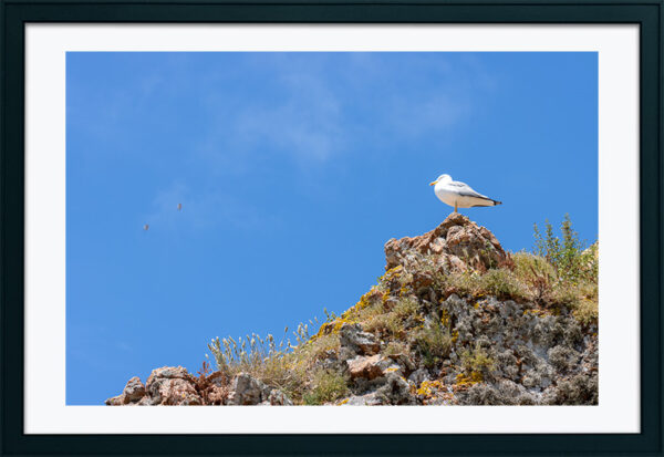 Arquipélago das Berlengas - ID77