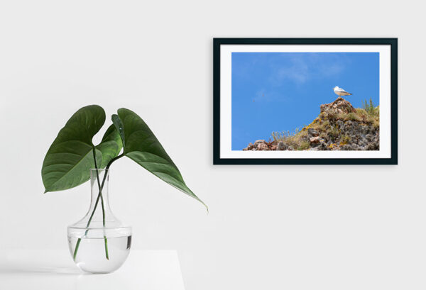 Arquipélago das Berlengas - ID77