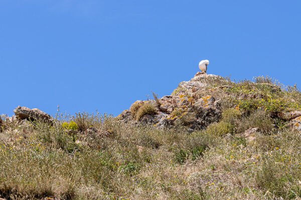 Arquipélago das Berlengas - ID78
