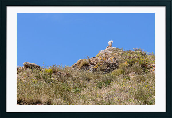 Arquipélago das Berlengas - ID78