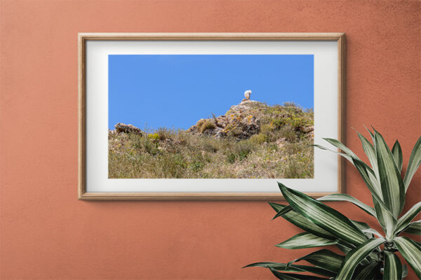 Arquipélago das Berlengas - ID78