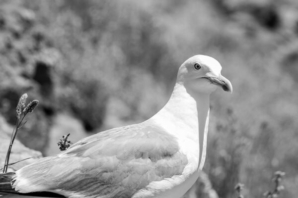 Arquipélago das Berlengas - ID79