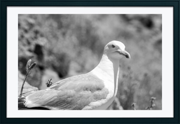 Arquipélago das Berlengas - ID79