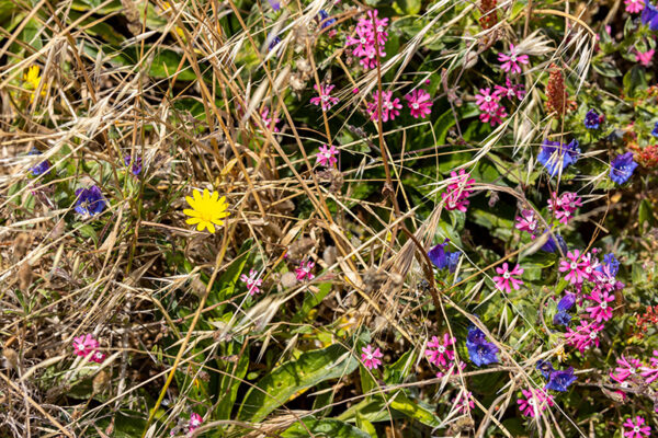 Arquipélago das Berlengas - ID82