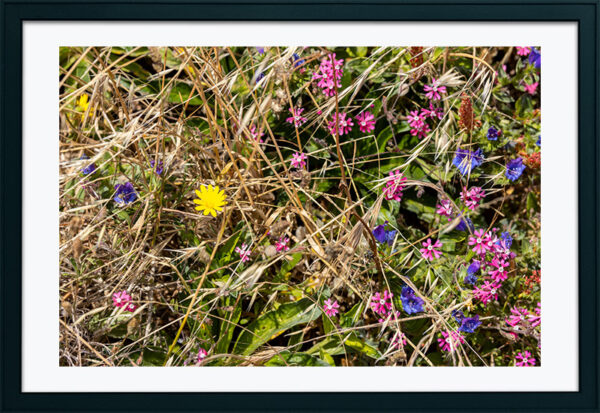 Arquipélago das Berlengas - ID82