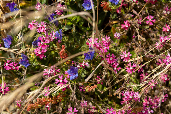 Arquipélago das Berlengas - ID83