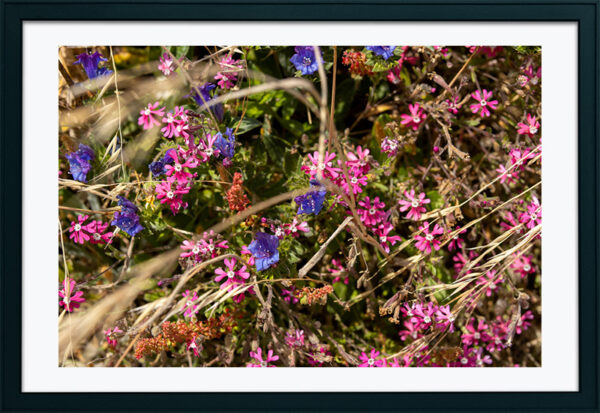 Arquipélago das Berlengas - ID83