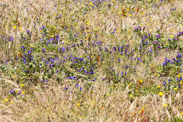Arquipélago das Berlengas - ID84