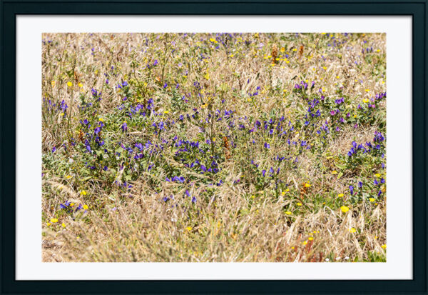 Arquipélago das Berlengas - ID84