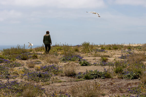 Arquipélago das Berlengas - ID88
