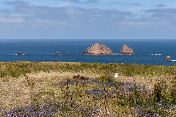 Arquipélago das Berlengas - ID90