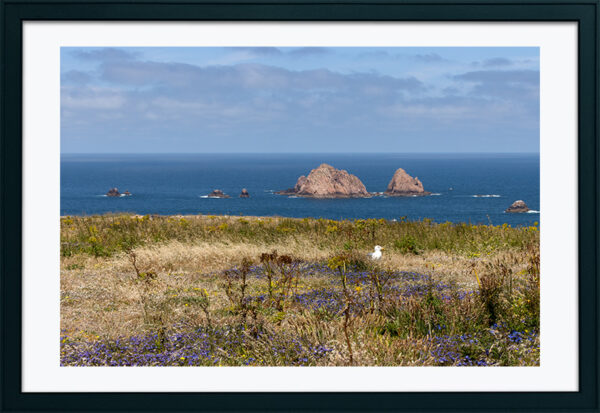 Arquipélago das Berlengas - ID90