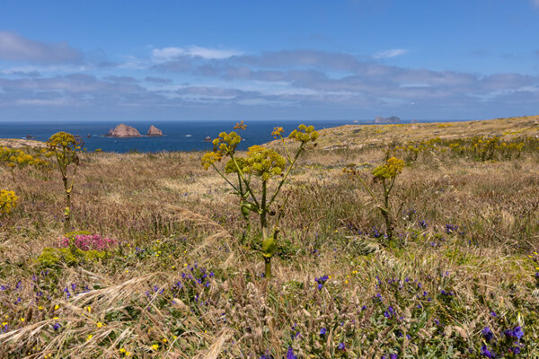 Arquipélago das Berlengas - ID93