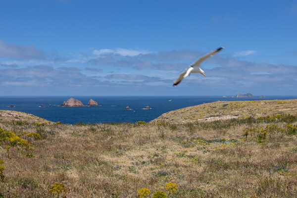 Arquipélago das Berlengas - ID94
