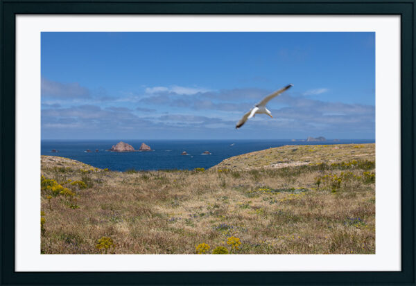 Arquipélago das Berlengas - ID94