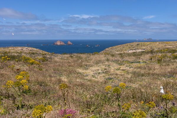 Arquipélago das Berlengas - ID95