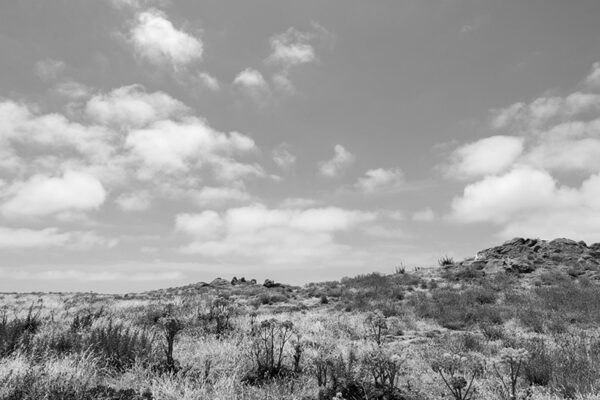 Arquipélago das Berlengas - ID97