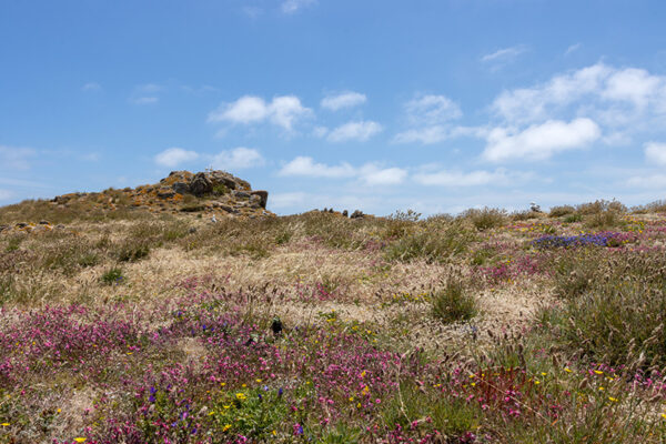 Arquipélago das Berlengas - ID99