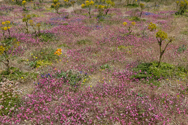 Arquipélago das Berlengas - ID100