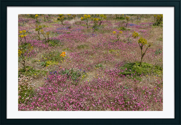 Arquipélago das Berlengas - ID100