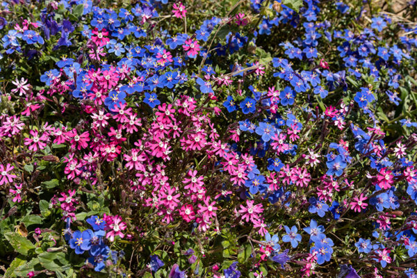 Arquipélago das Berlengas - ID105
