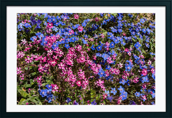 Arquipélago das Berlengas - ID105