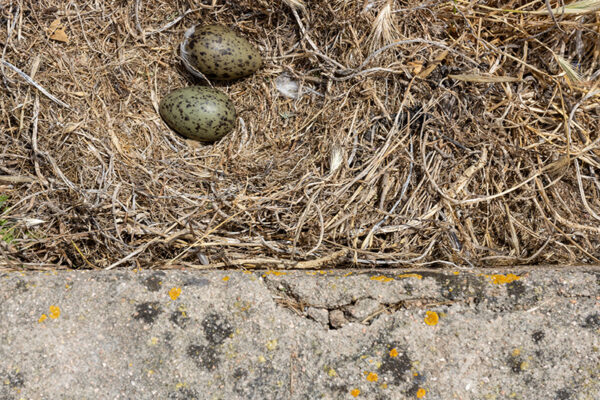 Arquipélago das Berlengas - ID108