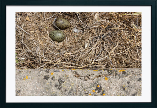 Arquipélago das Berlengas - ID108