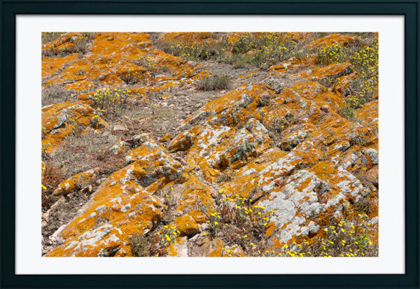 Arquipélago das Berlengas - ID114