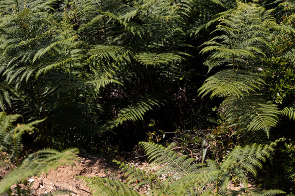 Praia do Salgado - ID3