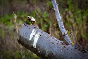 Alenquer - Poster ID44