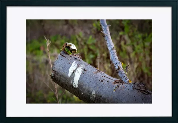 Alenquer - Poster ID44