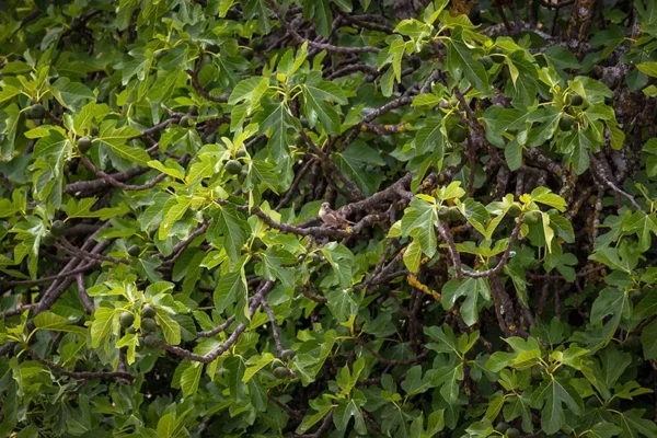 Alenquer - Poster ID48