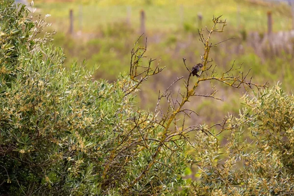 Alenquer - Poster ID49