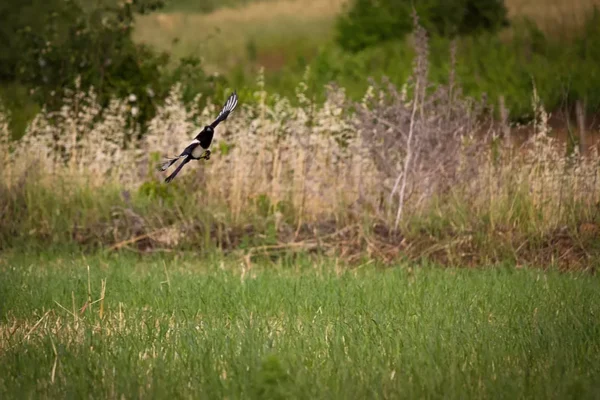 Alenquer - Poster ID50