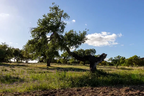 Alenquer - Poster ID53