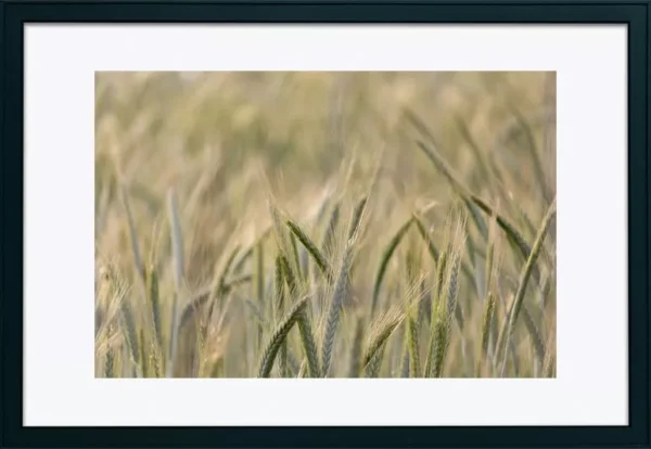 Alenquer - Poster ID54