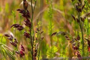 Alenquer - Poster ID55