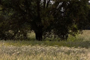 Alenquer - Poster ID56