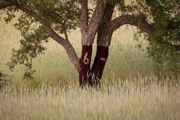 Alenquer - Poster ID57