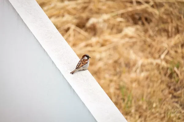 Alenquer - Poster ID58