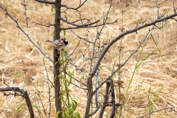 Alenquer - Poster ID59