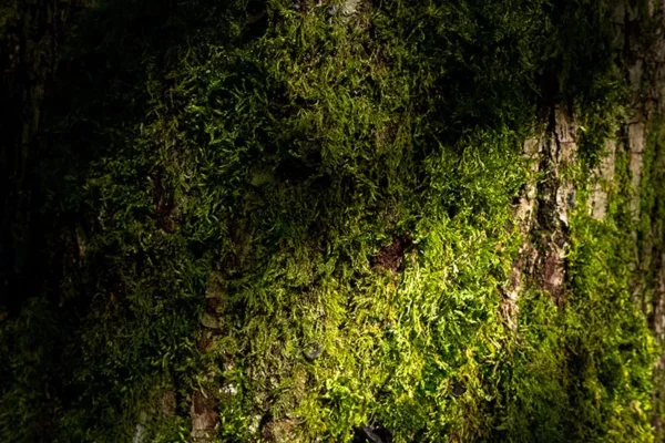 Serra de Montejunto – ID14