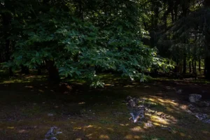 Serra de Montejunto – ID15