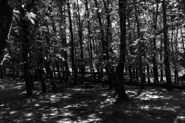 Serra de Montejunto – ID16