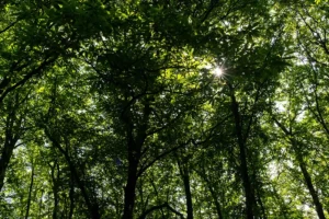 Serra de Montejunto – ID17