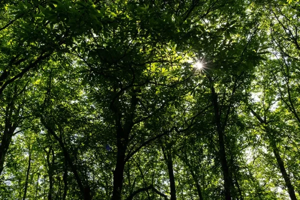 Serra de Montejunto – ID17